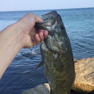 Meet your Posher, Coleman